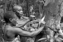 Scraping a bark
