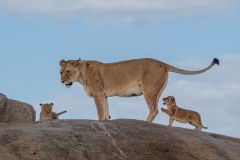 Above-a-Kopjes-in-the-Serengeti