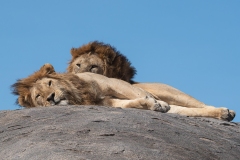 Kings-on-Kopjes-in-the-Serengeti