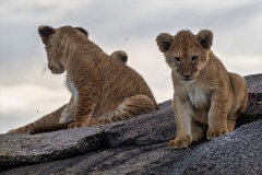 2025-Lion-cubs-on-a-Kopjes-01-x1024L