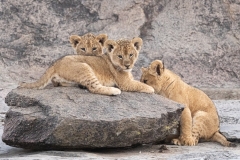 2025-Lion-cubs-on-a-Kopjes-02-x1024L