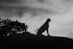 Looking-far-ahead-Serengeti
