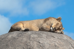 On-a-Kopjes-in-the-Serengeti
