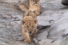 2The-next-generation-in-the-Serengeti-1