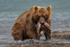 2018-Bears-Kamchatka-18