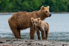 2018-Bears-Kamchatka-19