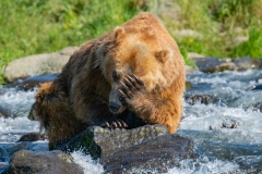 2018-Bears-Kamchatka-2