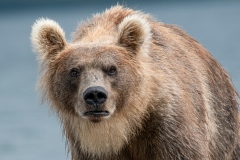 2018-Bears-Kamchatka-20
