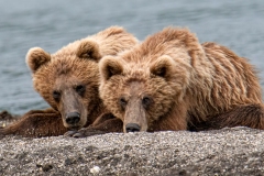 2018-Bears-Kamchatka-21