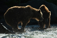 2018-Bears-Kamchatka-3