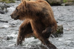 2018-Bears-Kamchatka-7