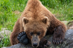 2018-Bears-Kamchatka-8