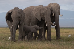 2023-Elephants-Amboseli-park-Kenya-01F-x1080