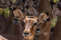 2023-Wild-antelopes-Samburu-NP-Kenya-1-x1080C