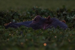 2024-A-new-day-for-hippos-in-Kenya-1-x1080C