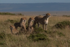 2024-Cheetah-with-her-young-cubs-in-Kenya-1-x1080C