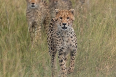 2024-Cheetah-with-her-young-cubs-in-Kenya-2-x1080C