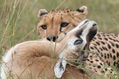 2024-End-of-hunt-in-Maasai-Mara-2-x1080C