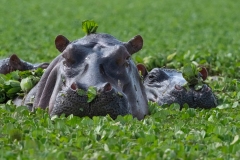 2024-Spa-for-hippos-in-Maasai-Mara-1-x1080C
