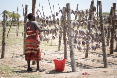 Drying the fish