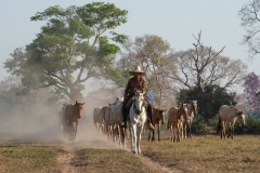Pantanal, Brazil