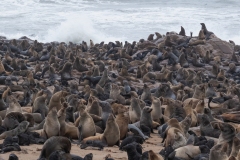 2023-Cape-fur-seal-breeding-season-at-Cape-cross-in-Namibia