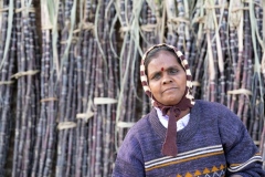 Sugar cane sale for the Pongal festival