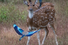 2014-Poutpourri-India-1-x1080C