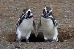 2016-Penguins-Argentine-Patagonia