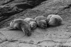 2016-Relaxing-seals-Patagonia