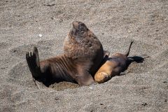 2016-Sea-lions-Valdez-Patagonia-1