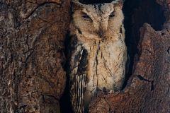 2019-NP-Ranthambore-Saway-Madhour-Rajasthan-India