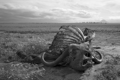 Death in Tarangire park