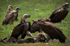 Vultures Tarangire
