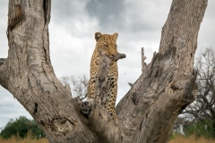 Leopard hunt in the Okavango delta