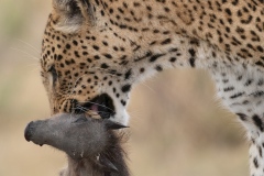 Life and death in the Okavango