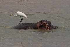 Selous-Nzelekela-lake-Tanzania-1FDS