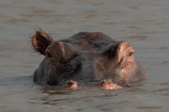 1_2019-Selous-Nzelekela-lake-Tanzania-3FD
