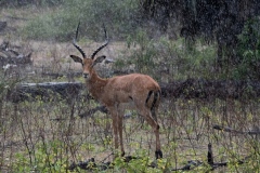 1_2019-Selous-Nzelekela-lake-Tanzania-5FD