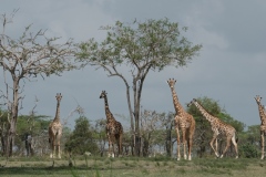1_2019-Selous-Nzelekela-lake-Tanzania-6FD