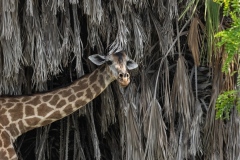 1_2019-Selous-Nzelekela-lake-Tanzania-7FDS