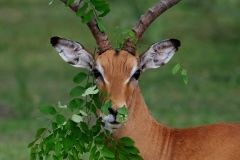 2019-Improbable-camouflage-in-Selous-park-3FD