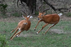 2019-Selous-Nzelekela-lake-Tanzania-4FDS