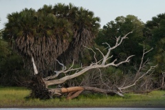 2019-Selous-Nzelekela-lake-Tanzania-9FDS