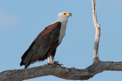 2019-Selous-Nzelekela-lakeTanzania-2FD