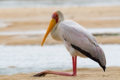 2022-Mycteria-IbisSelous-Tanzania-1