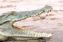 2022-Selous-Tanzania-1-1