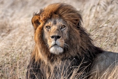 2020-The king, Serengeti