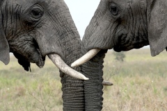 2020-Serengeti-National-Park-Tanzania