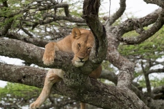 2021-Lioness-in-a-tree